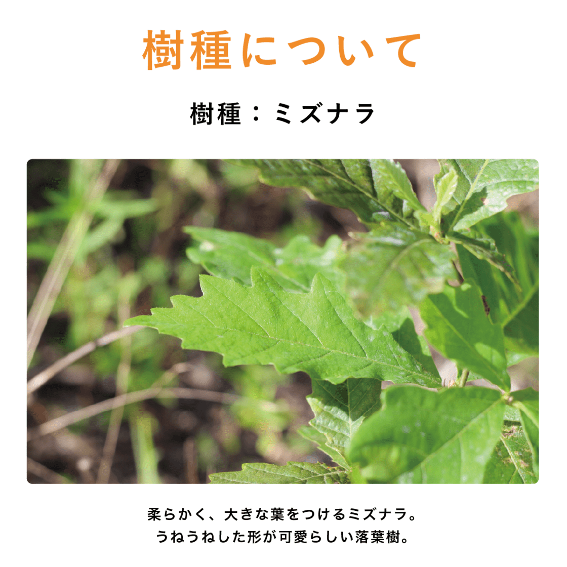 リスタートセット 4